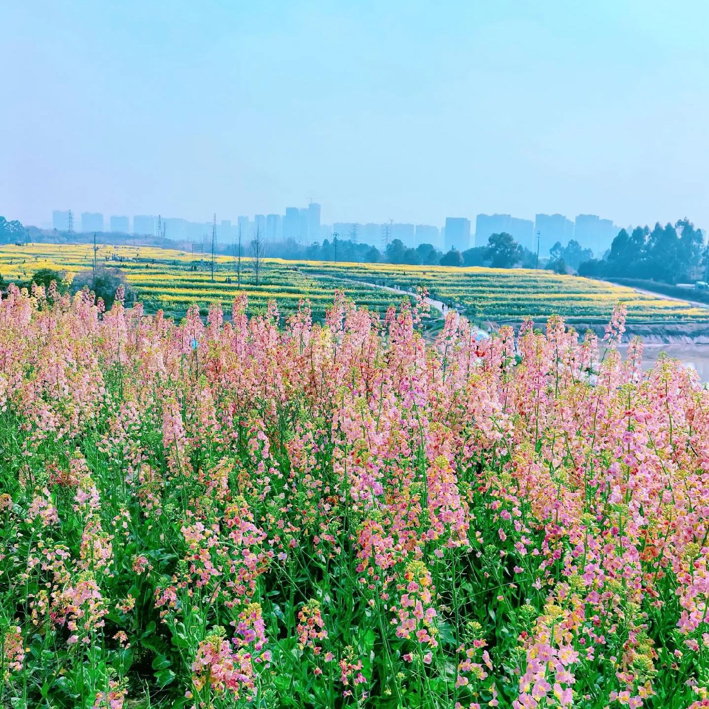 Colorful Rapeseed Flower Seeds
