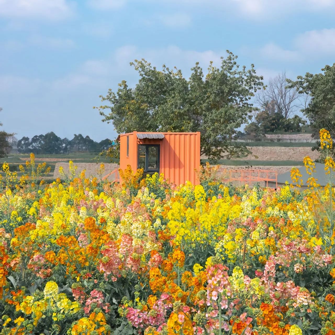 Colorful Rapeseed Flower Seeds