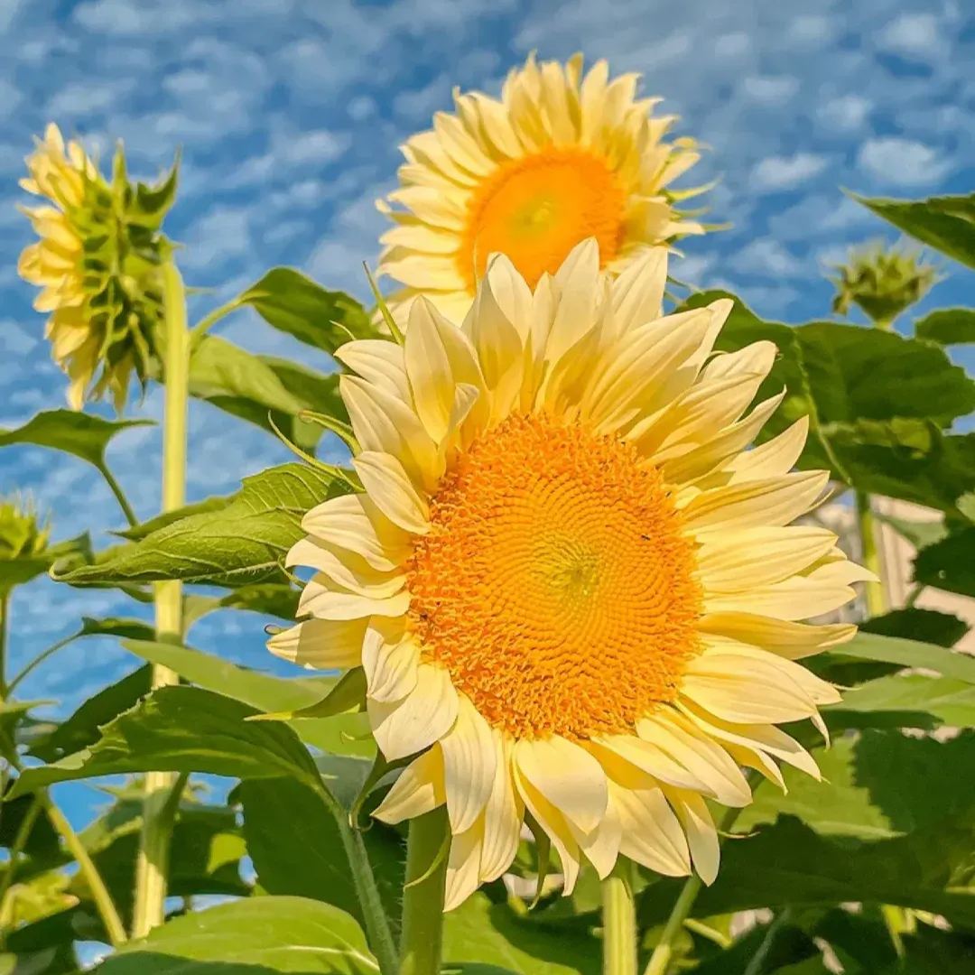 [Copy]Pueple White Sunflower