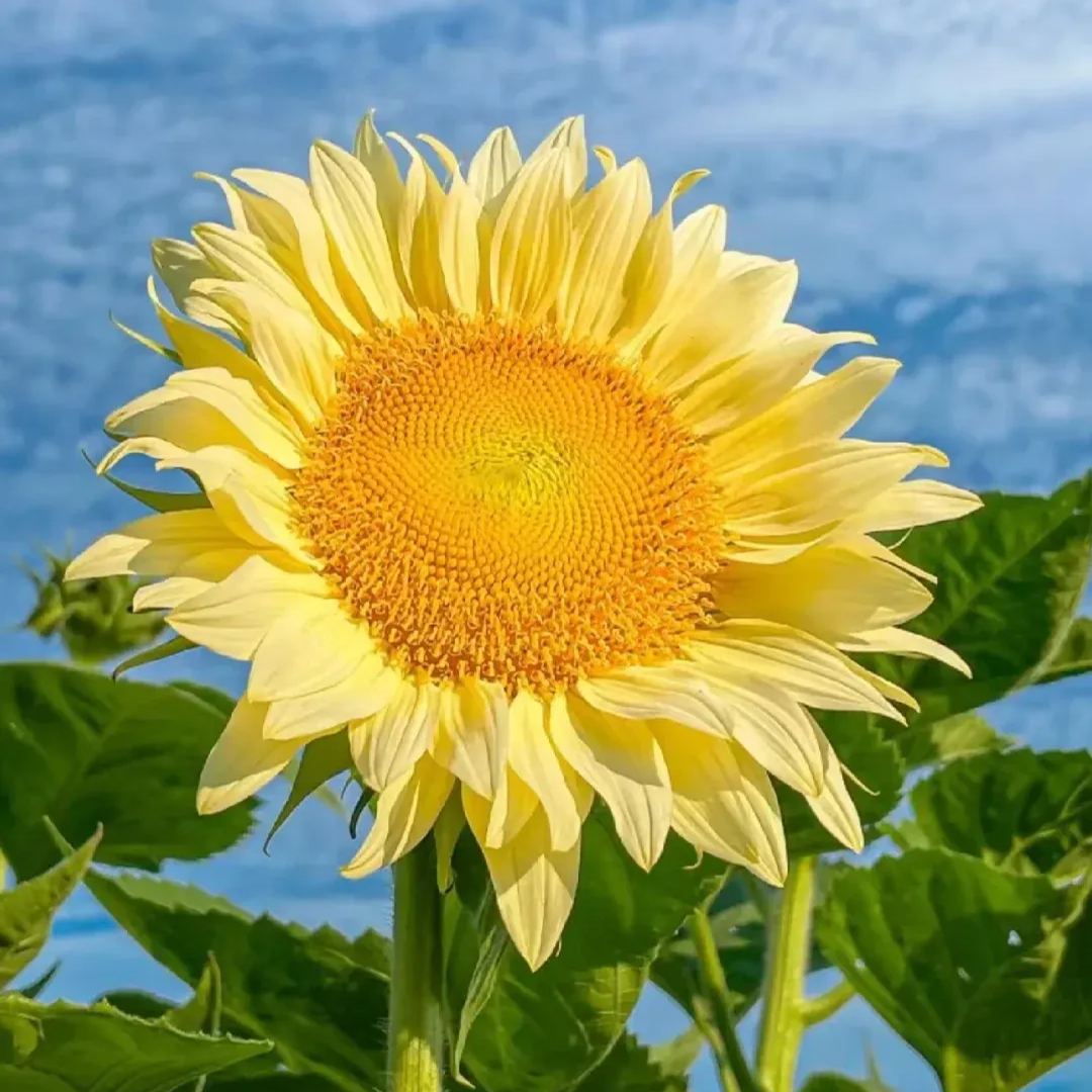 [Copy]Pueple White Sunflower