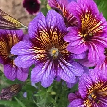 Salpiglossis Sinuata Seeds