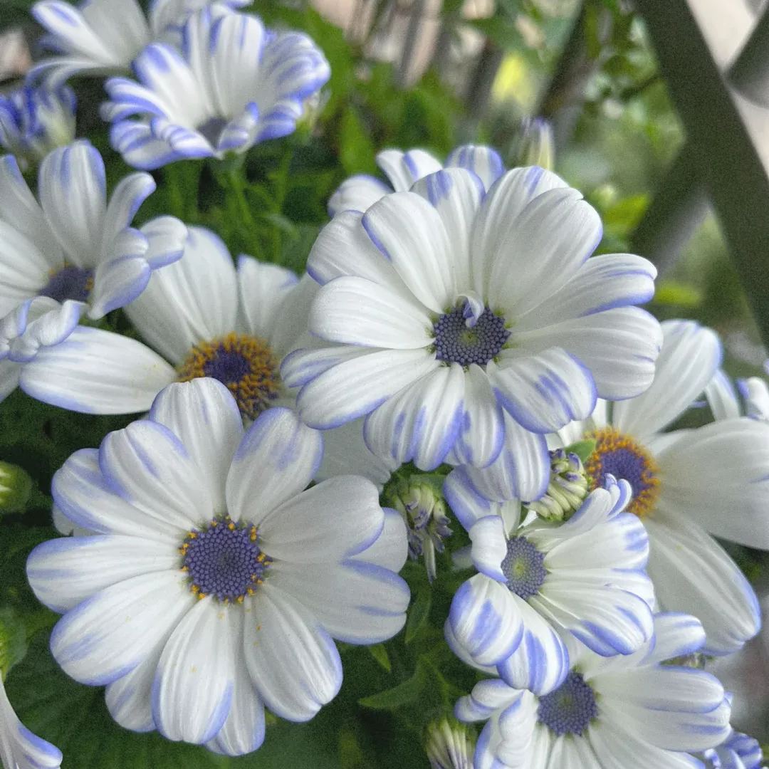 Multi-Color Cineraria Seeds