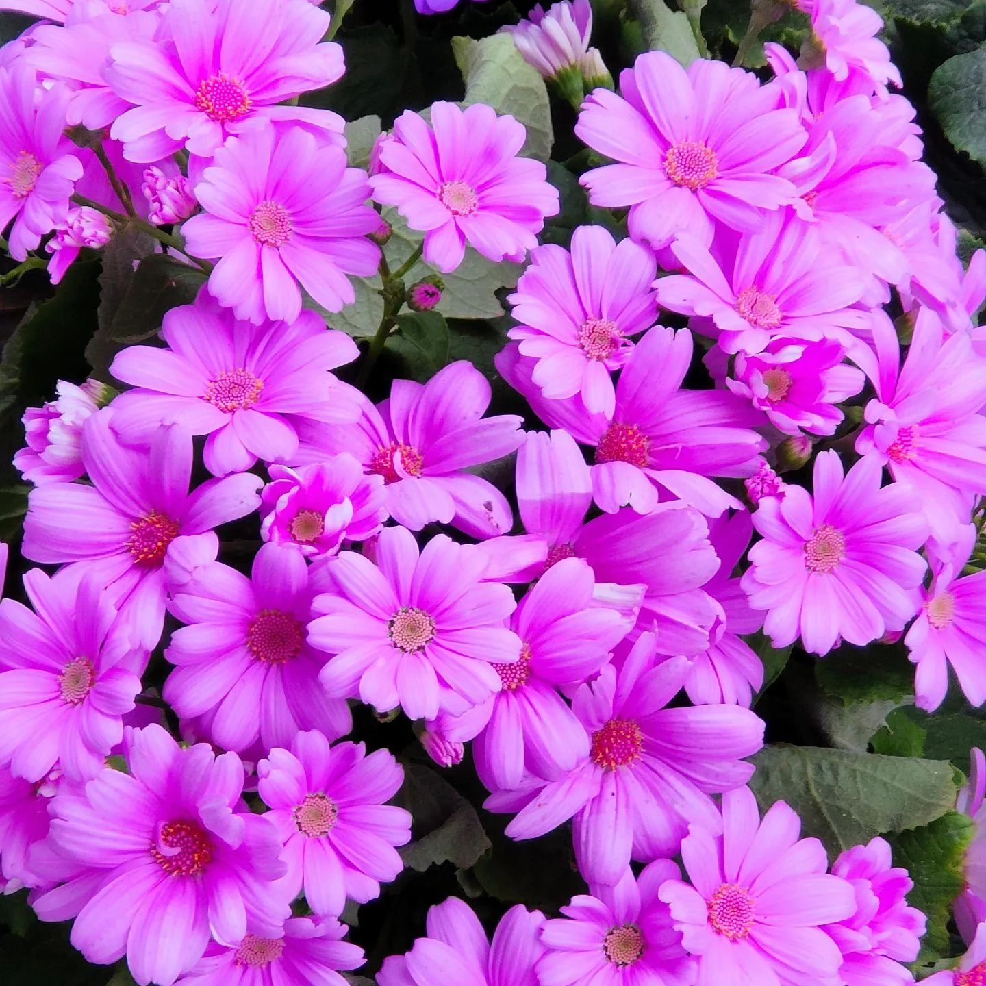 Multi-Color Cineraria Seeds