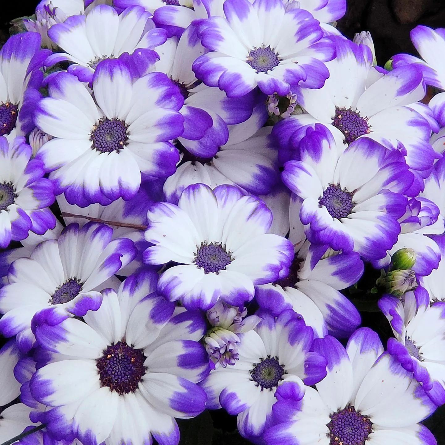 Multi-Color Cineraria Seeds