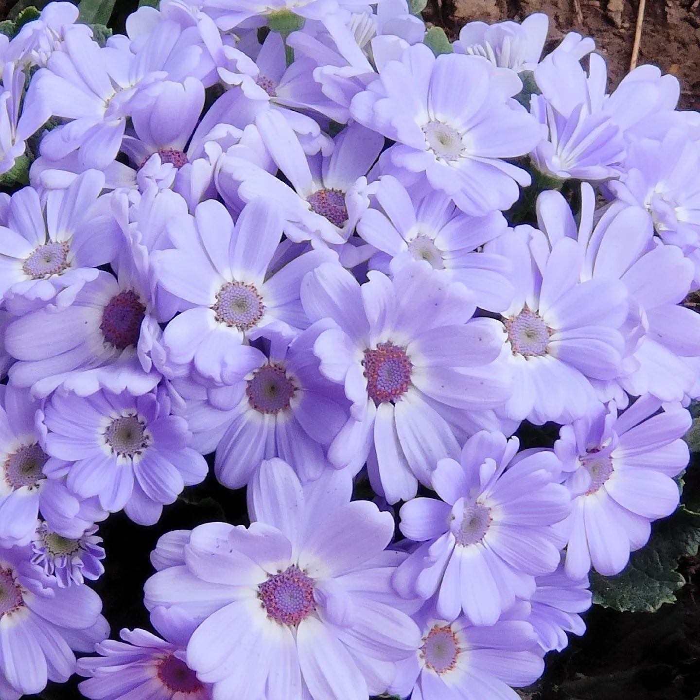 Multi-Color Cineraria Seeds