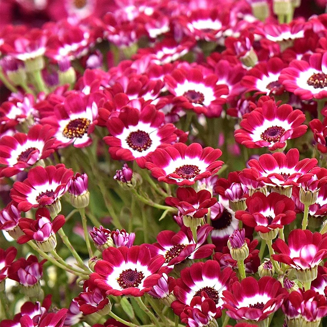 Multi-Color Cineraria Seeds