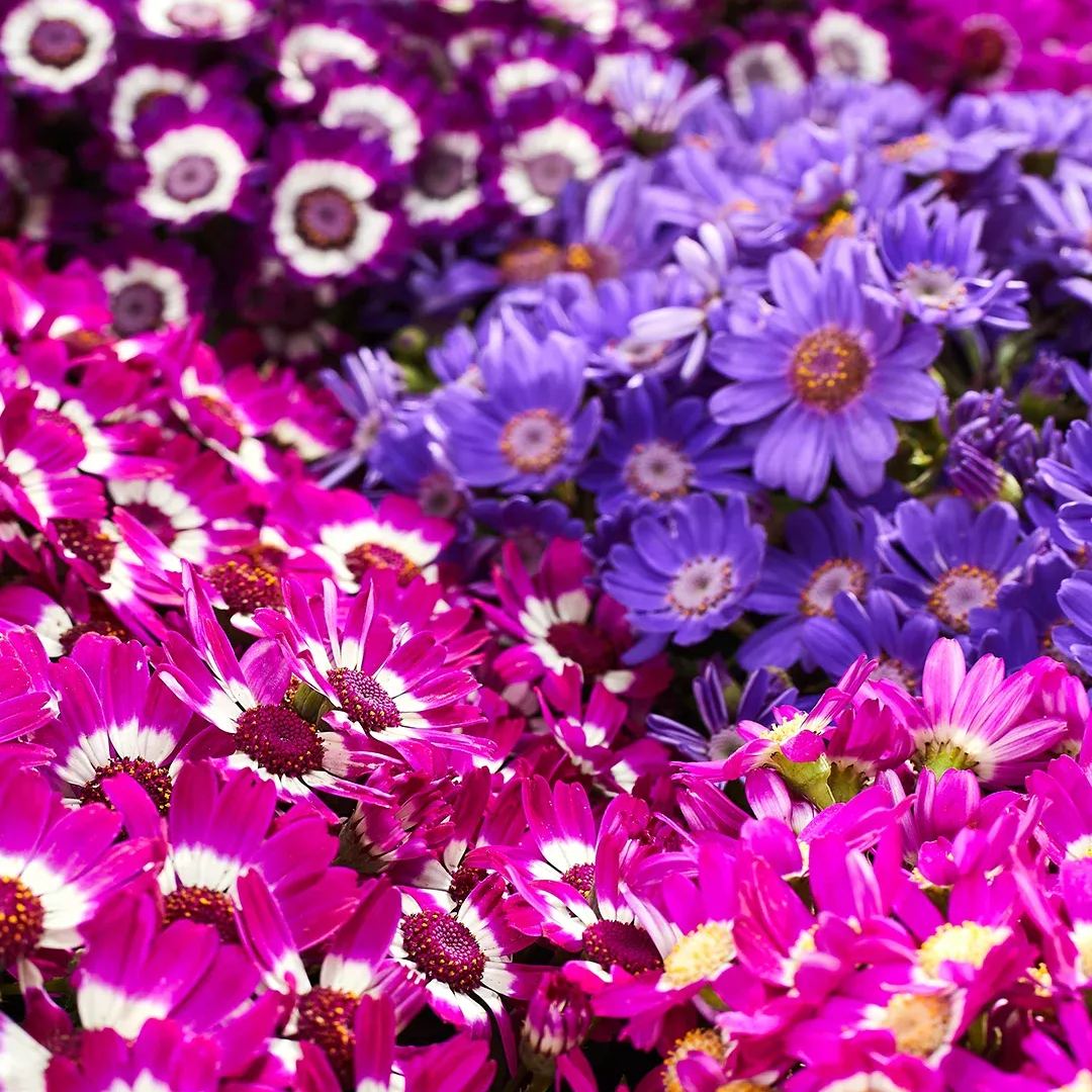 Multi-Color Cineraria Seeds