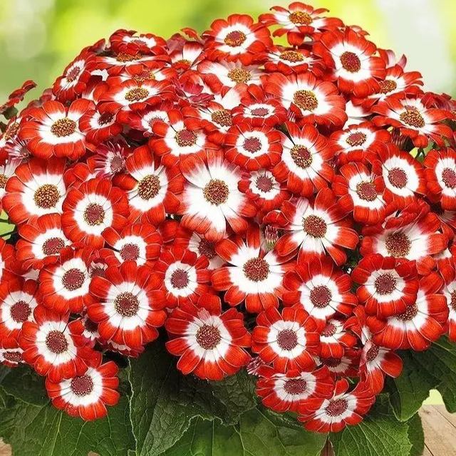 Multi-Color Cineraria Seeds