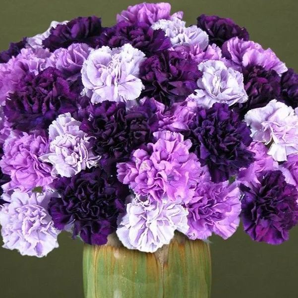 Multicolor Carnation Seeds