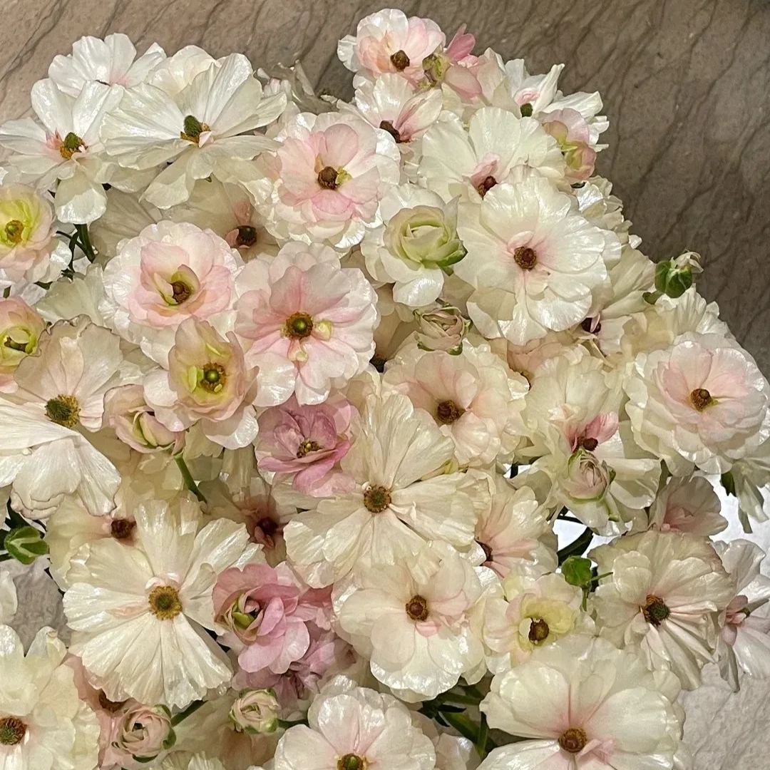 Multicolor Butterfly Ranunculus Seeds
