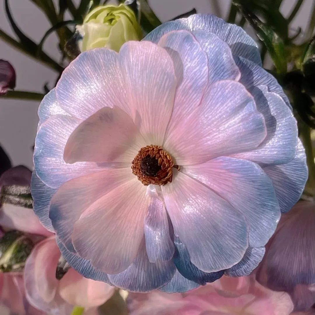 Multicolor Butterfly Ranunculus Seeds