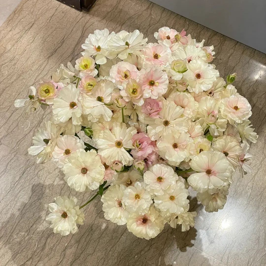 Multicolor Butterfly Ranunculus Seeds