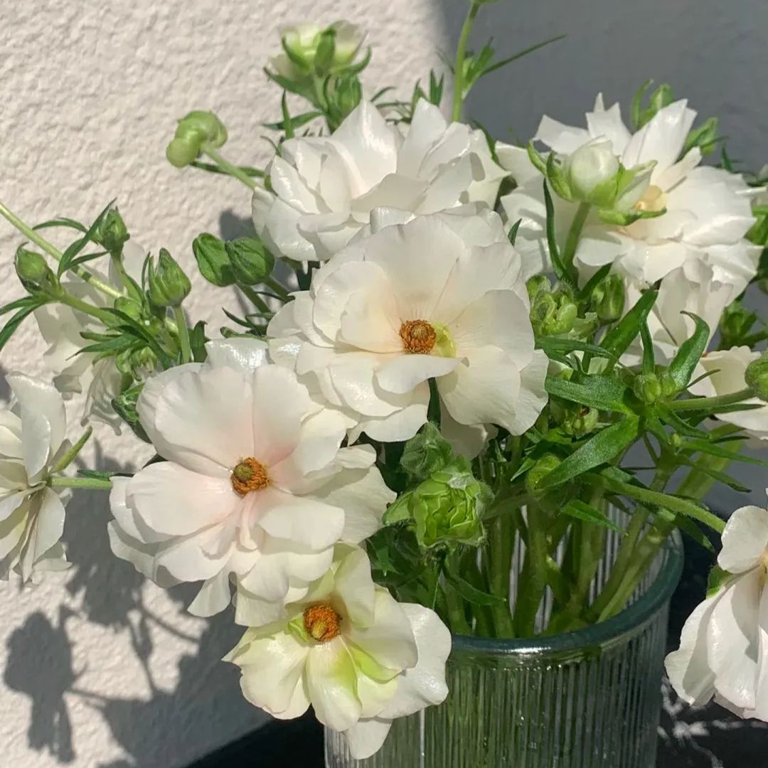 Multicolor Butterfly Ranunculus Seeds