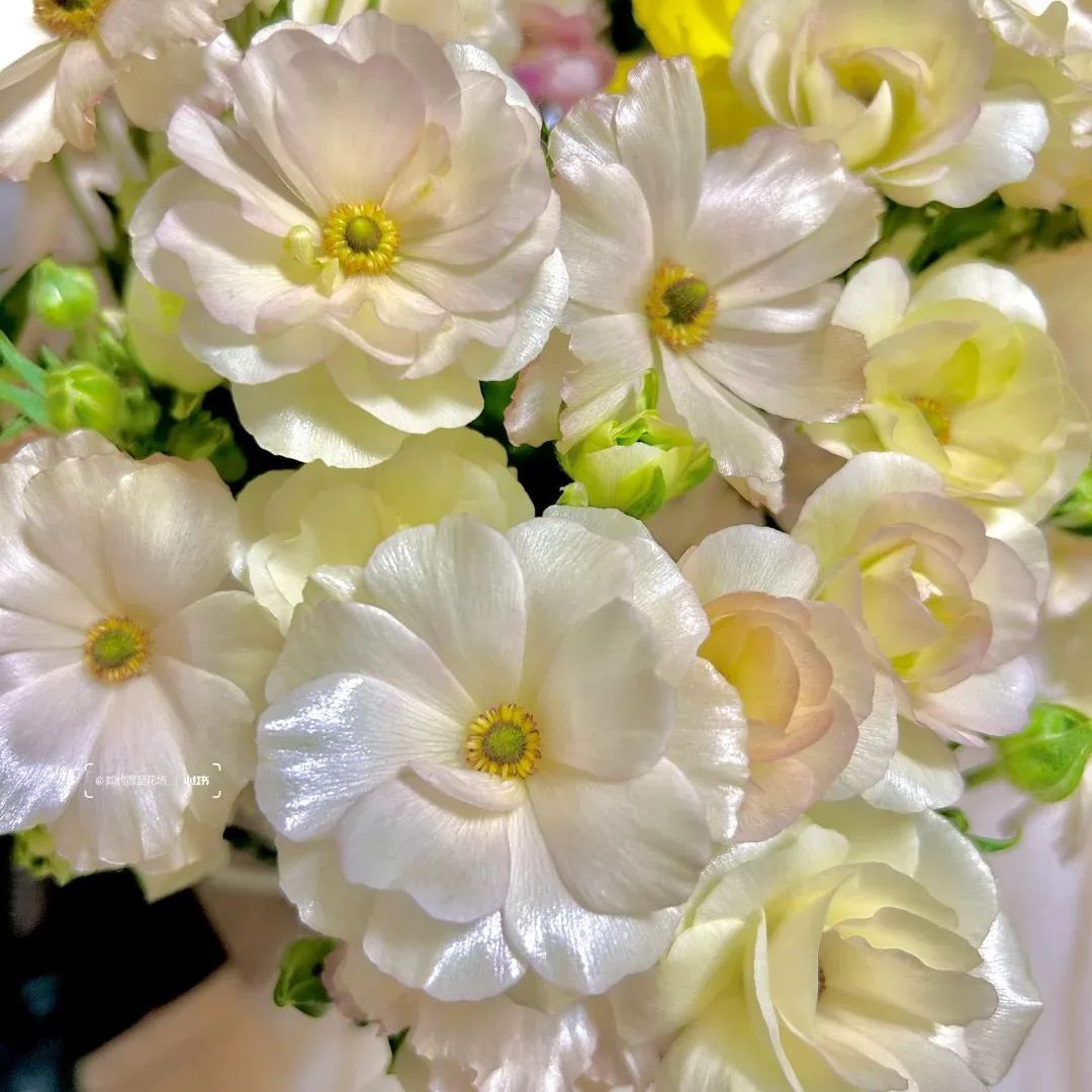 Multicolor Butterfly Ranunculus Seeds