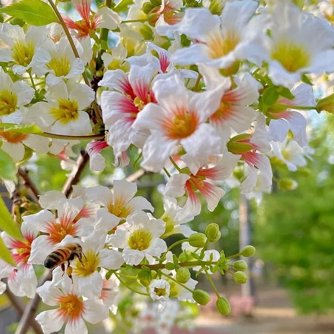 Xanthoceras Sorbifolia Flower🌺Flowers Bloom And Good Luck Comes