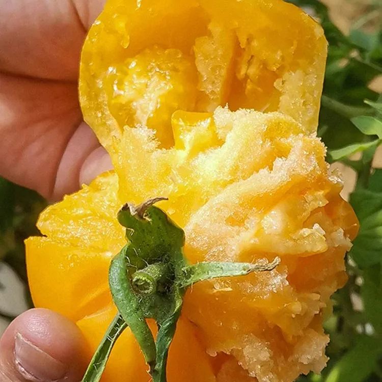 Yellow Tomato Seeds