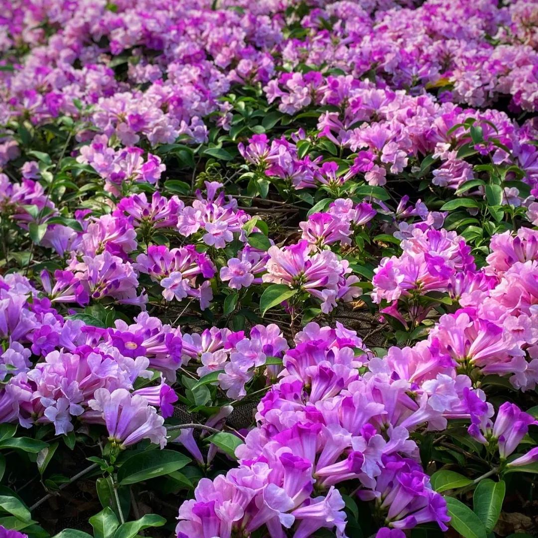 Garlic Vine, Mansoa Alliacea Seeds