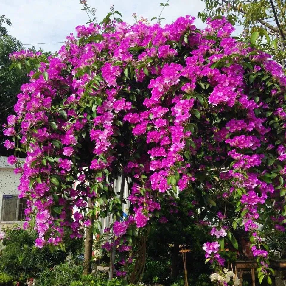 Garlic Vine, Mansoa Alliacea Seeds