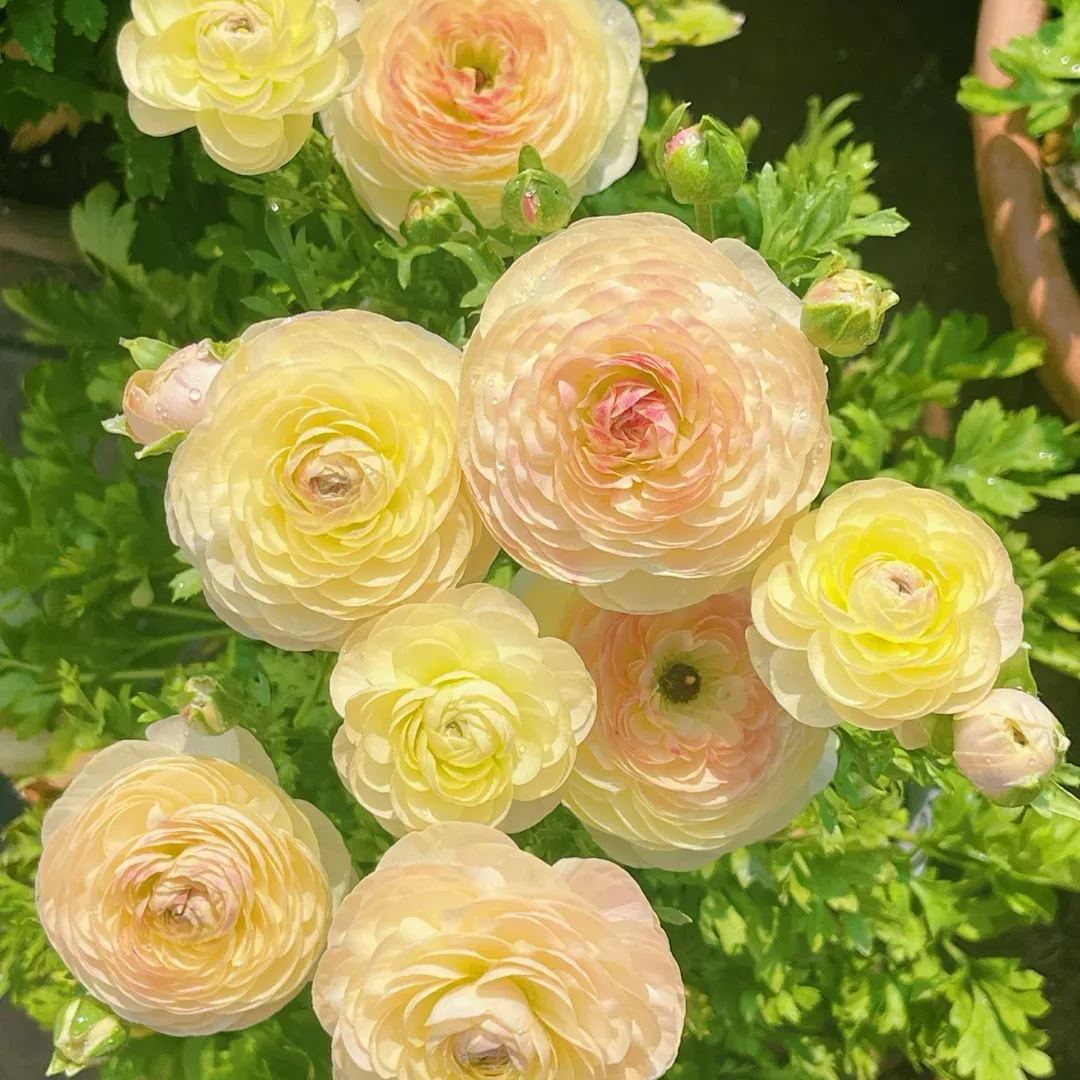Ranunculus Bulbs - Hydra