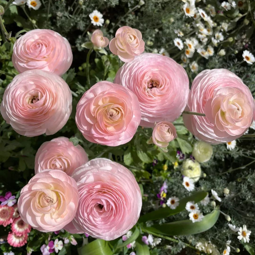 Ranunculus Bulbs - Seine