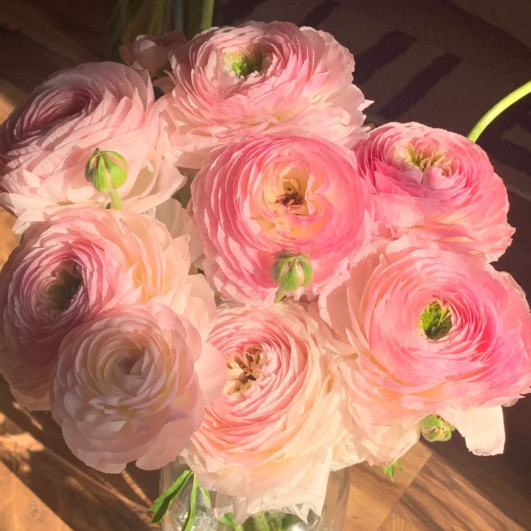 Ranunculus Bulbs - Seine