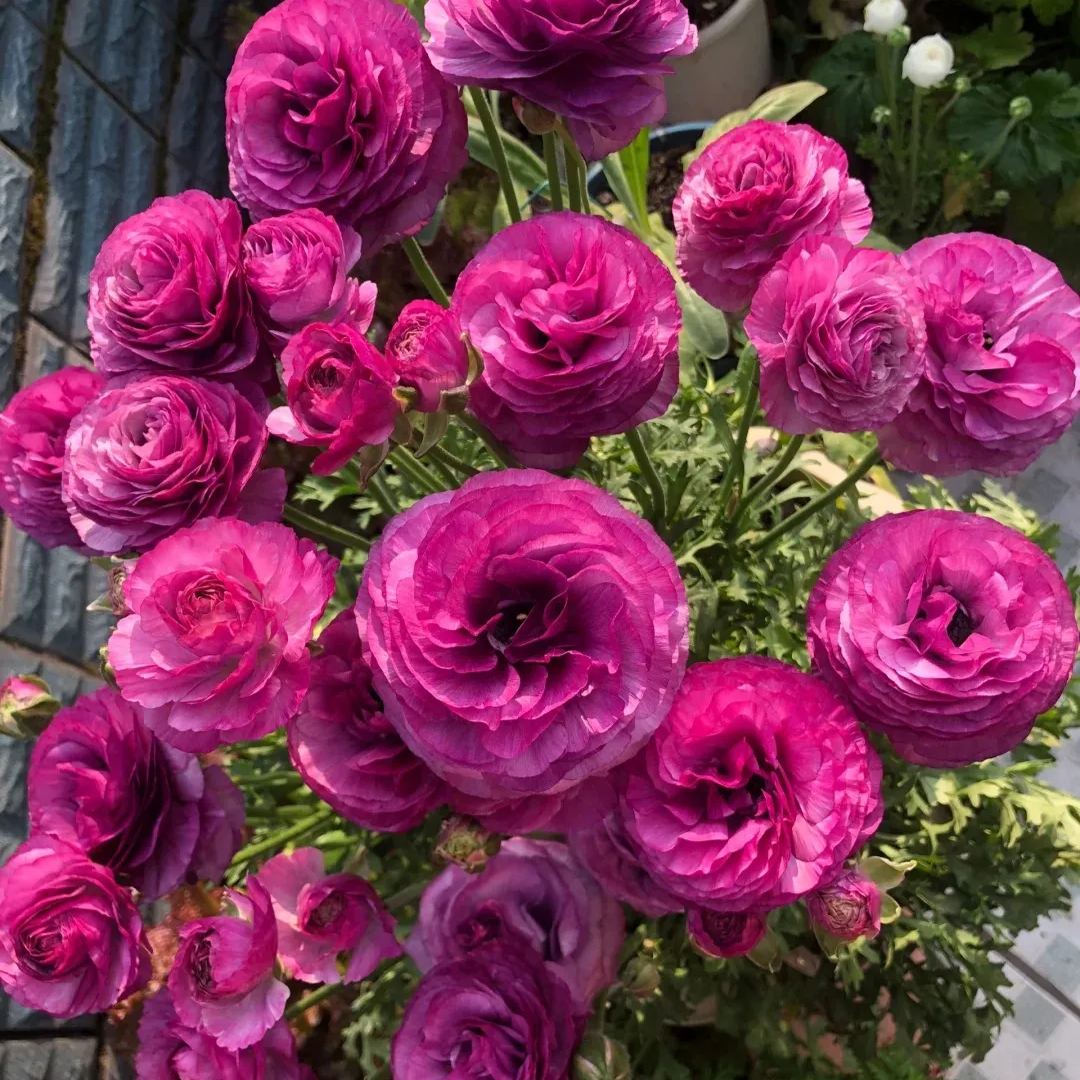 Ranunculus Purple Jean