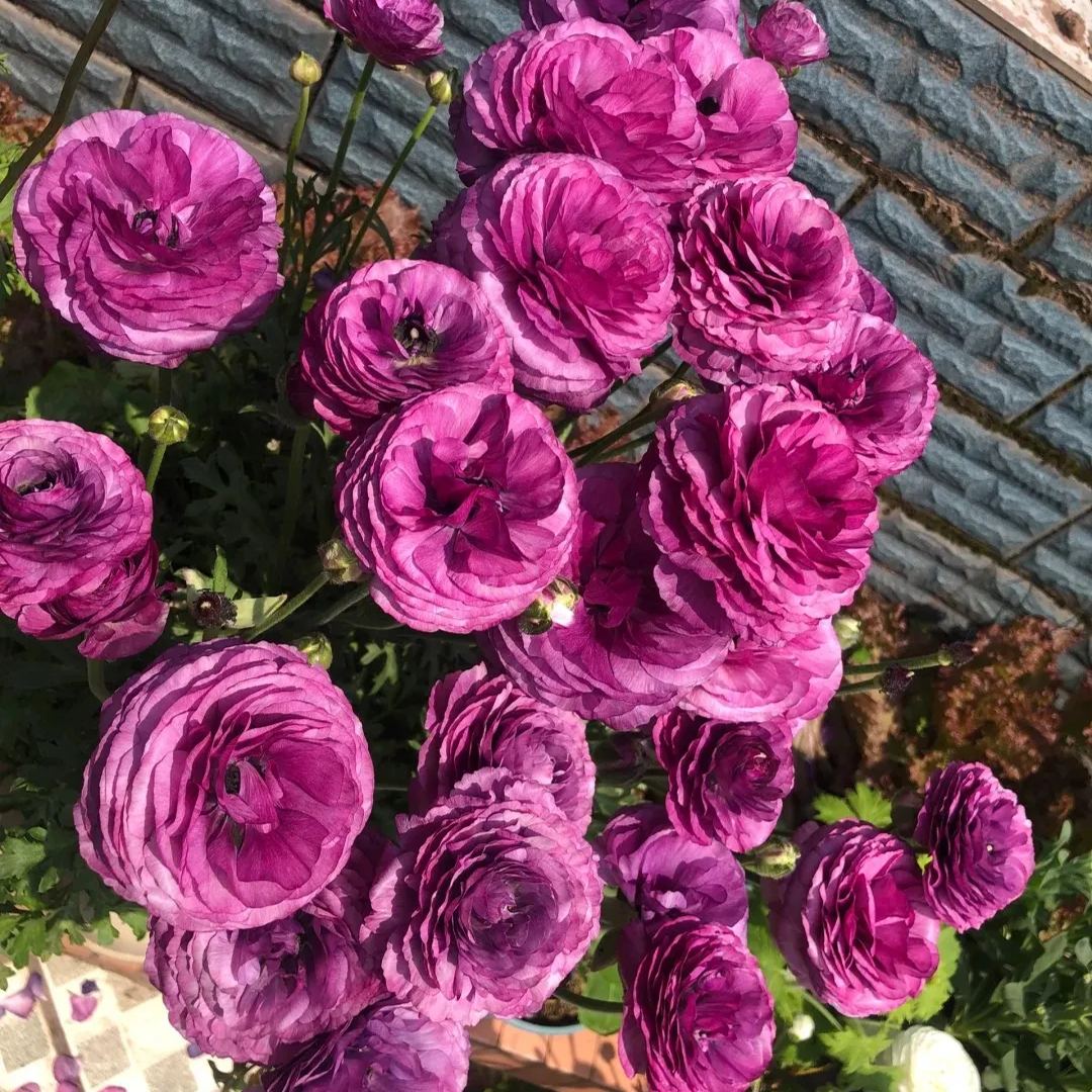 Ranunculus Purple Jean
