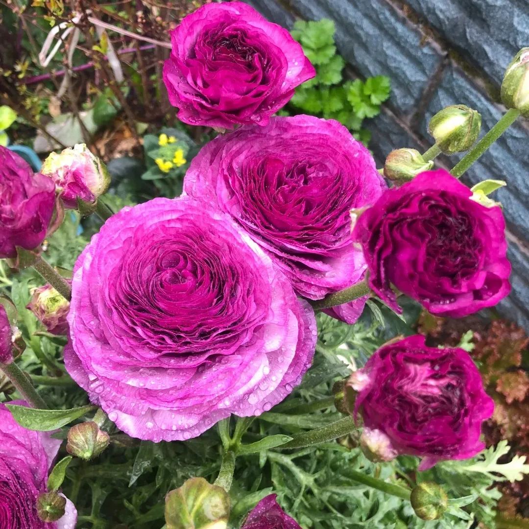 Ranunculus Purple Jean