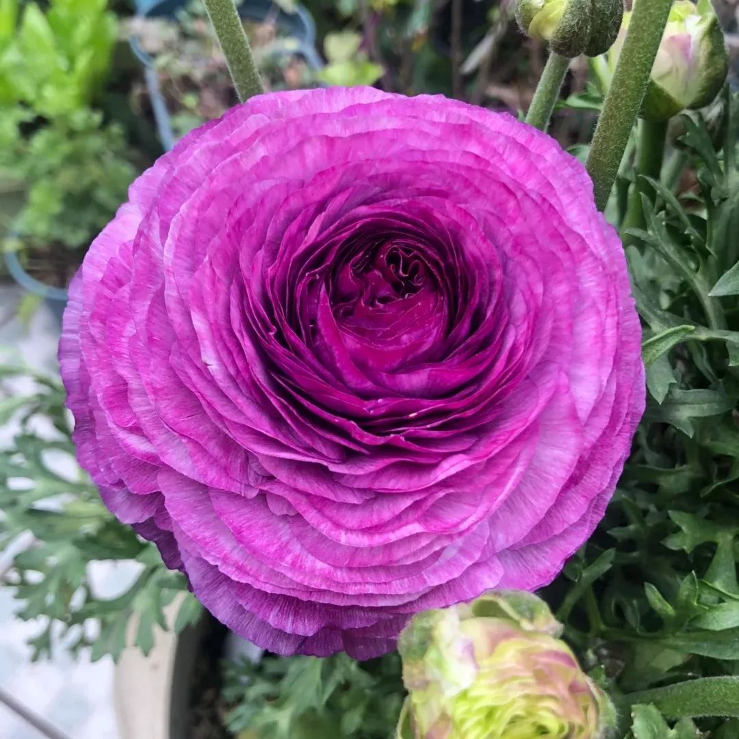 Ranunculus Purple Jean