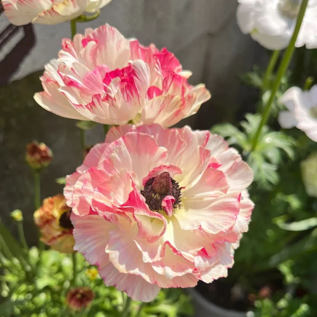 Ranunculus