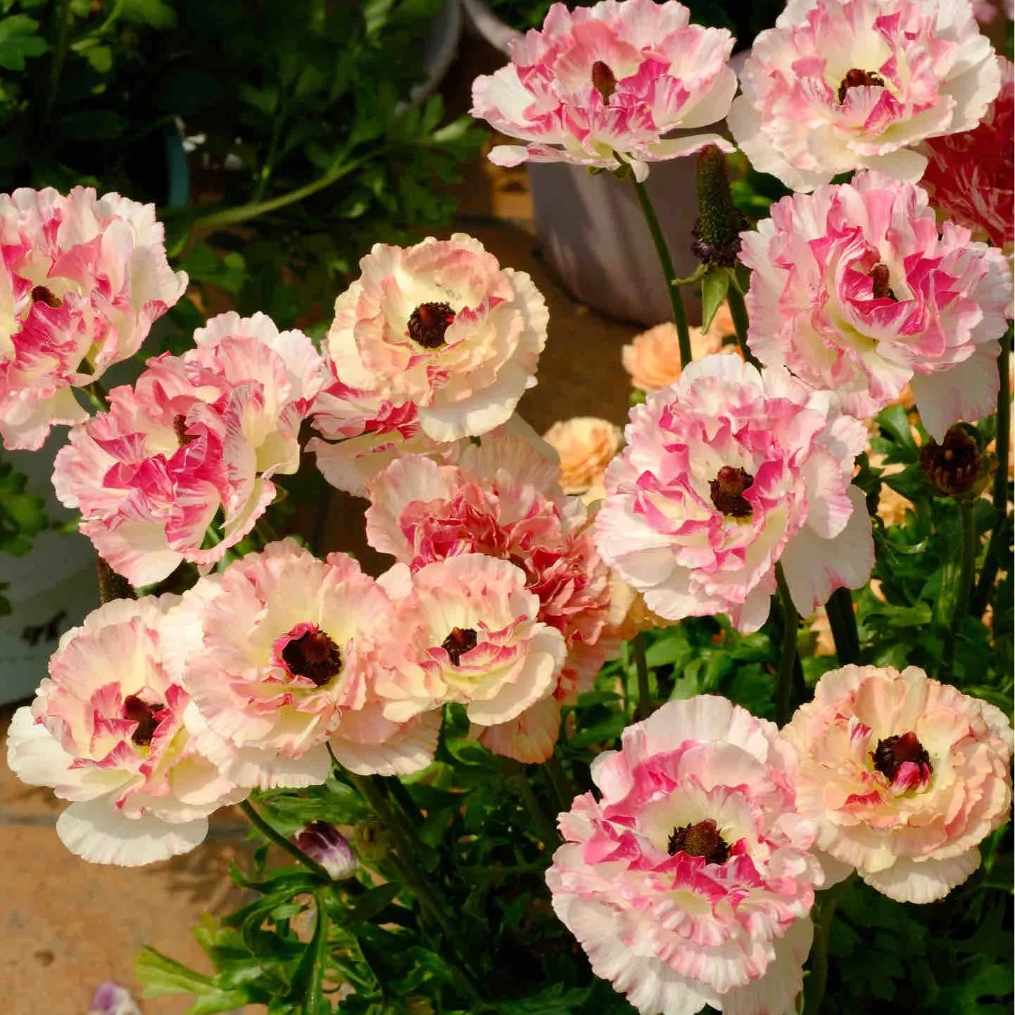 Ranunculus