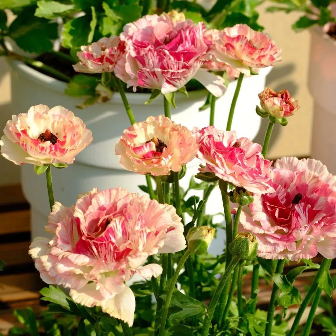 Ranunculus