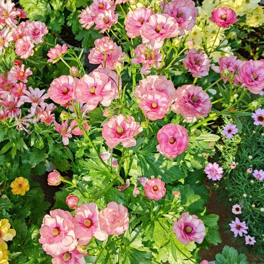 Ranunculus