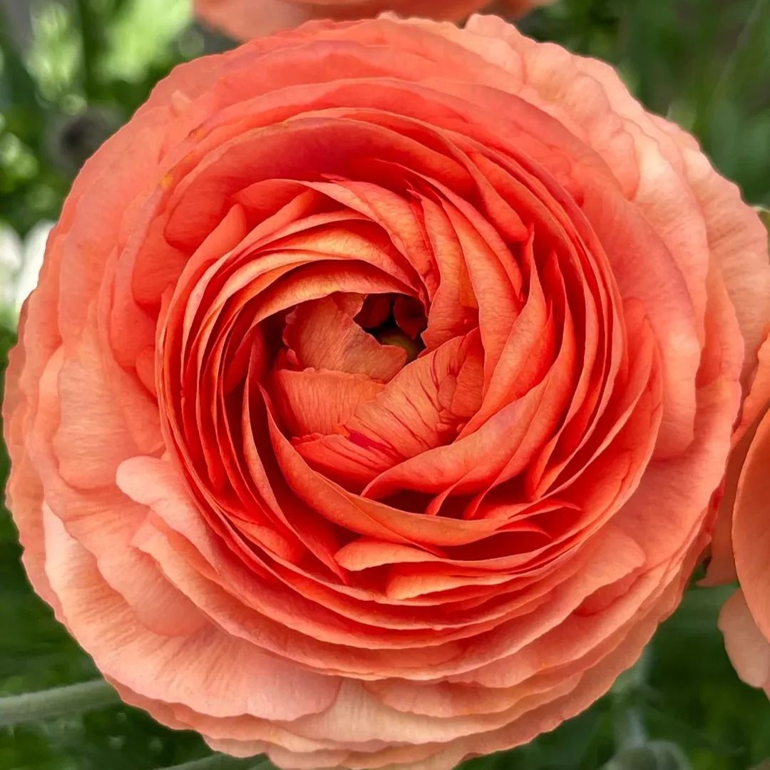 Ranunculus