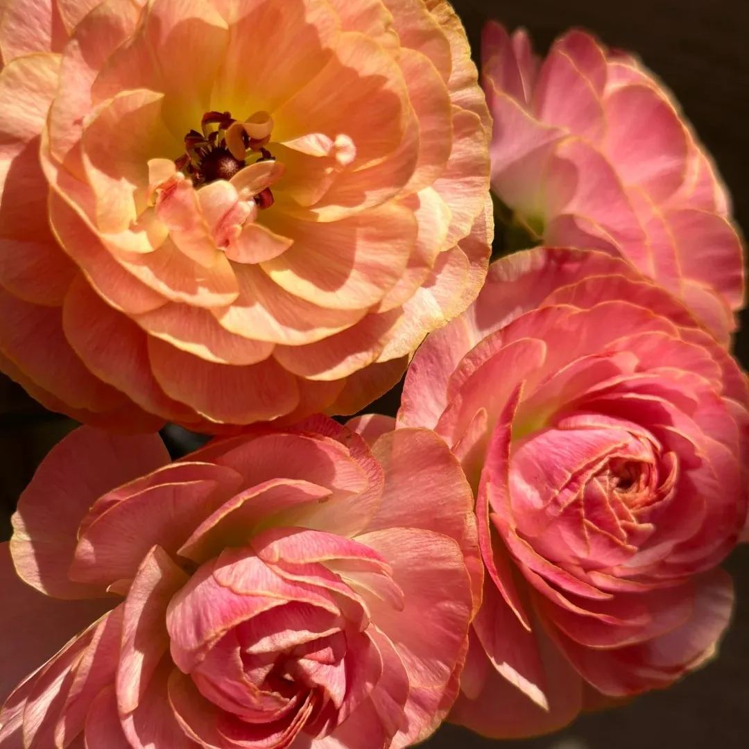 Ranunculus Nohant