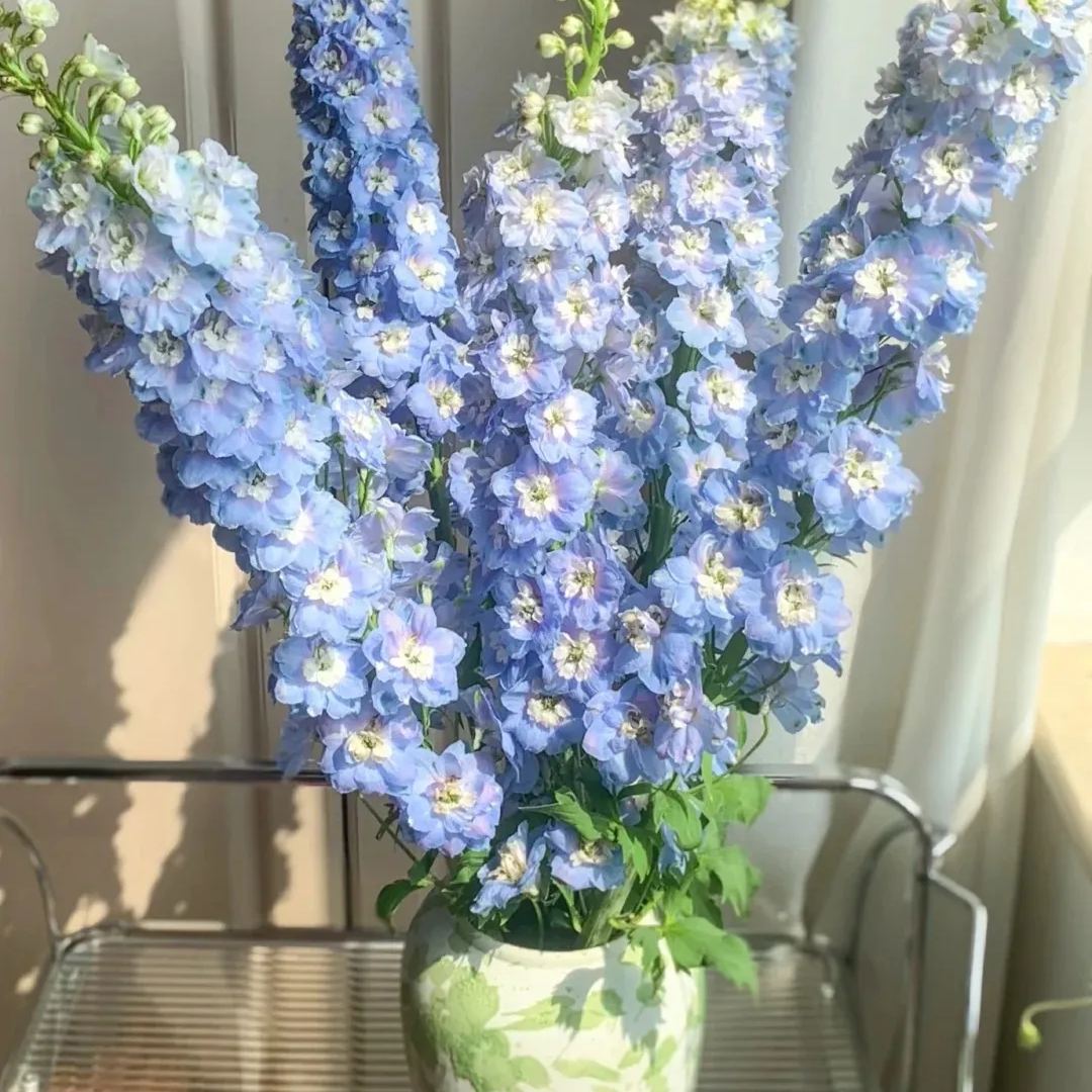 🌼Big Flower Delphinium Seeds