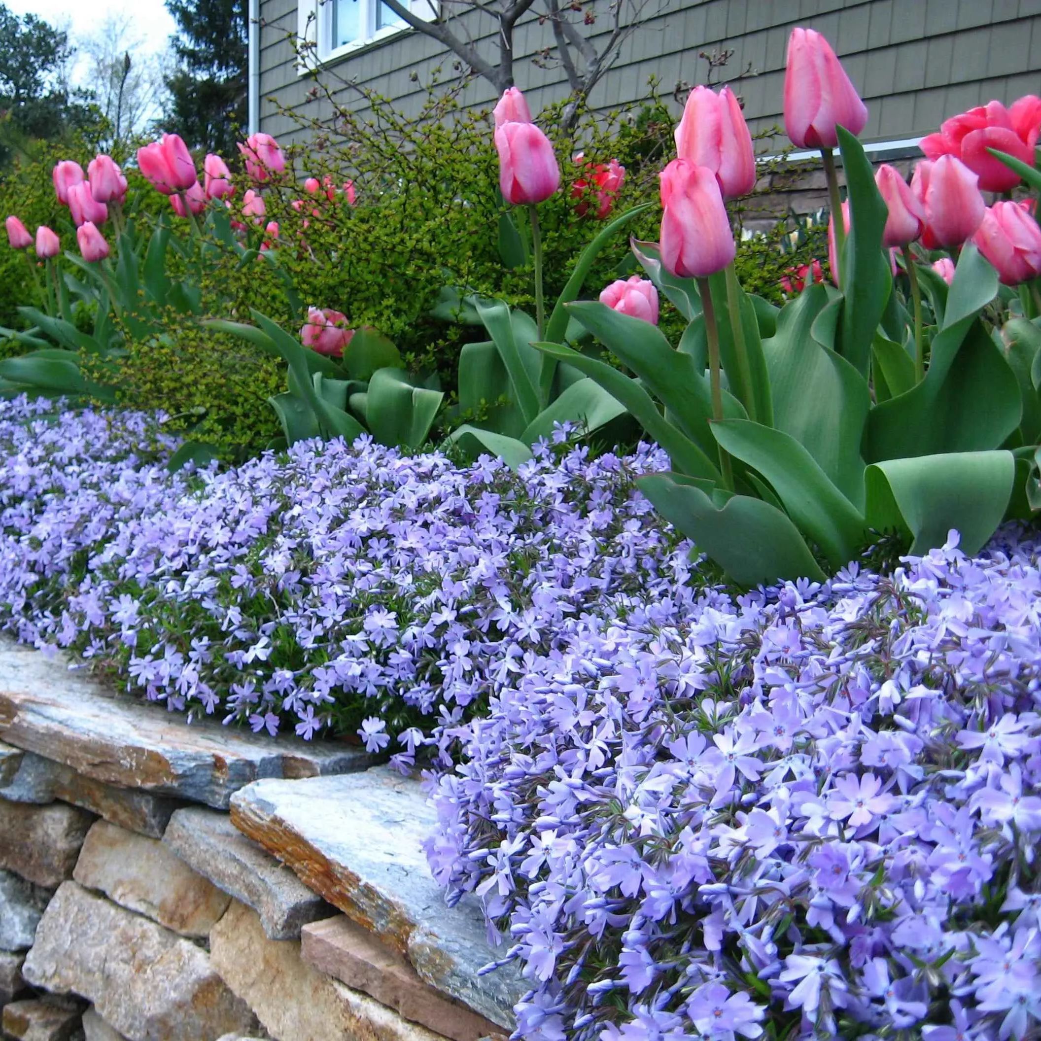 Creeping Phlox Seeds