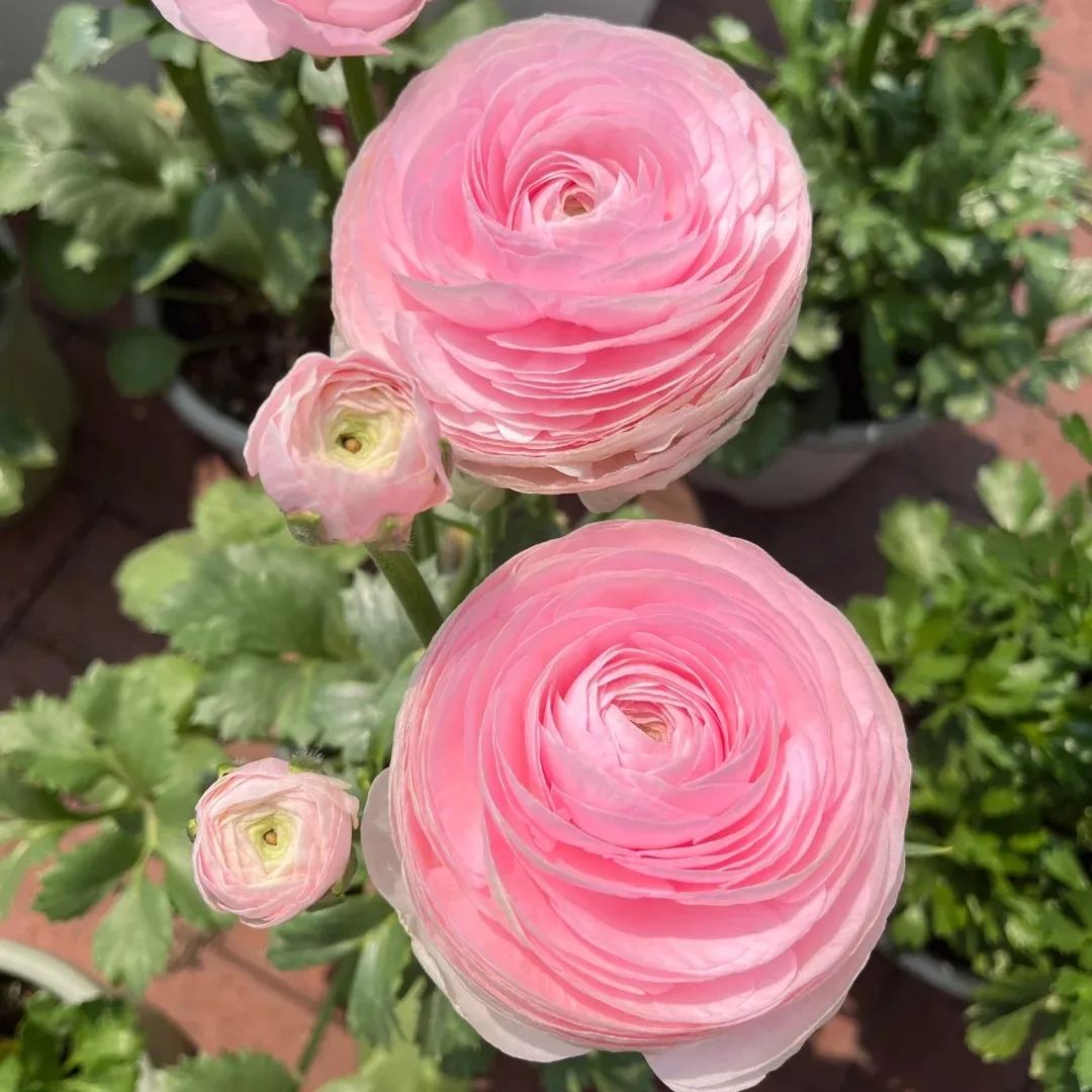 Ranunculus Lady