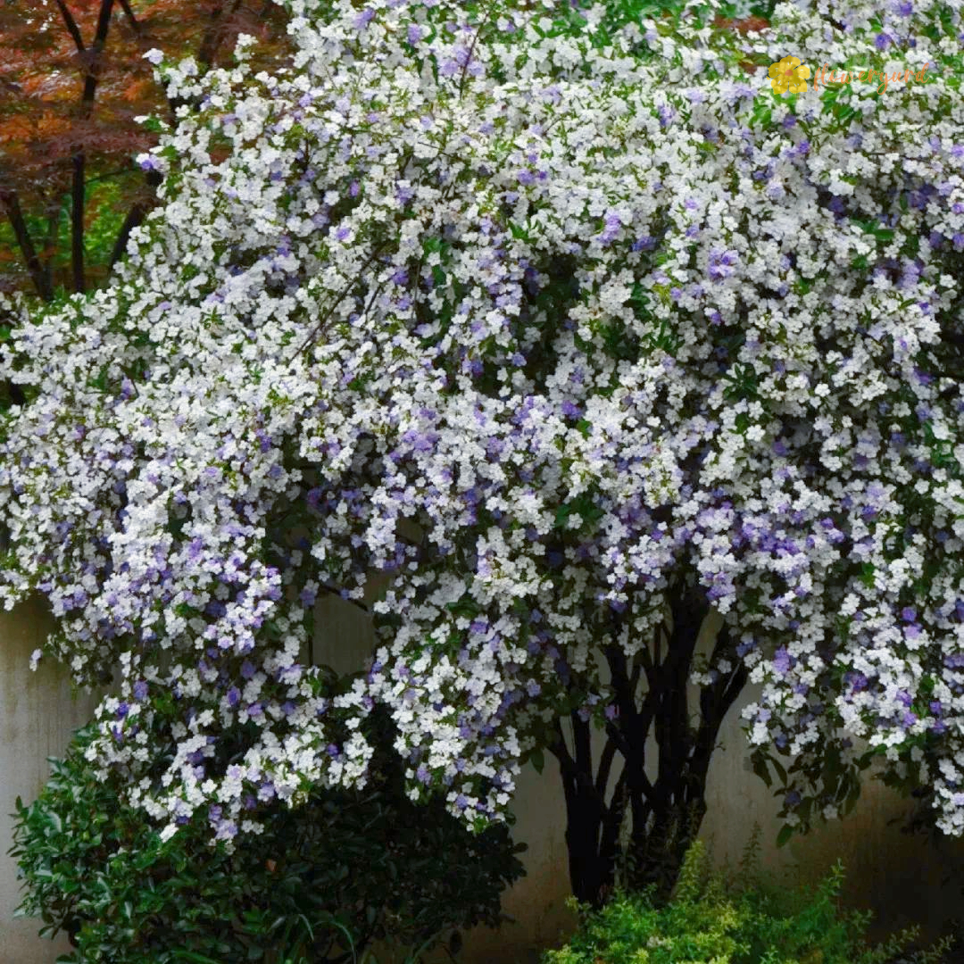 Brunfelsia Latifolia Seeds Yesterday-Today-Tomorrow Flower Essence