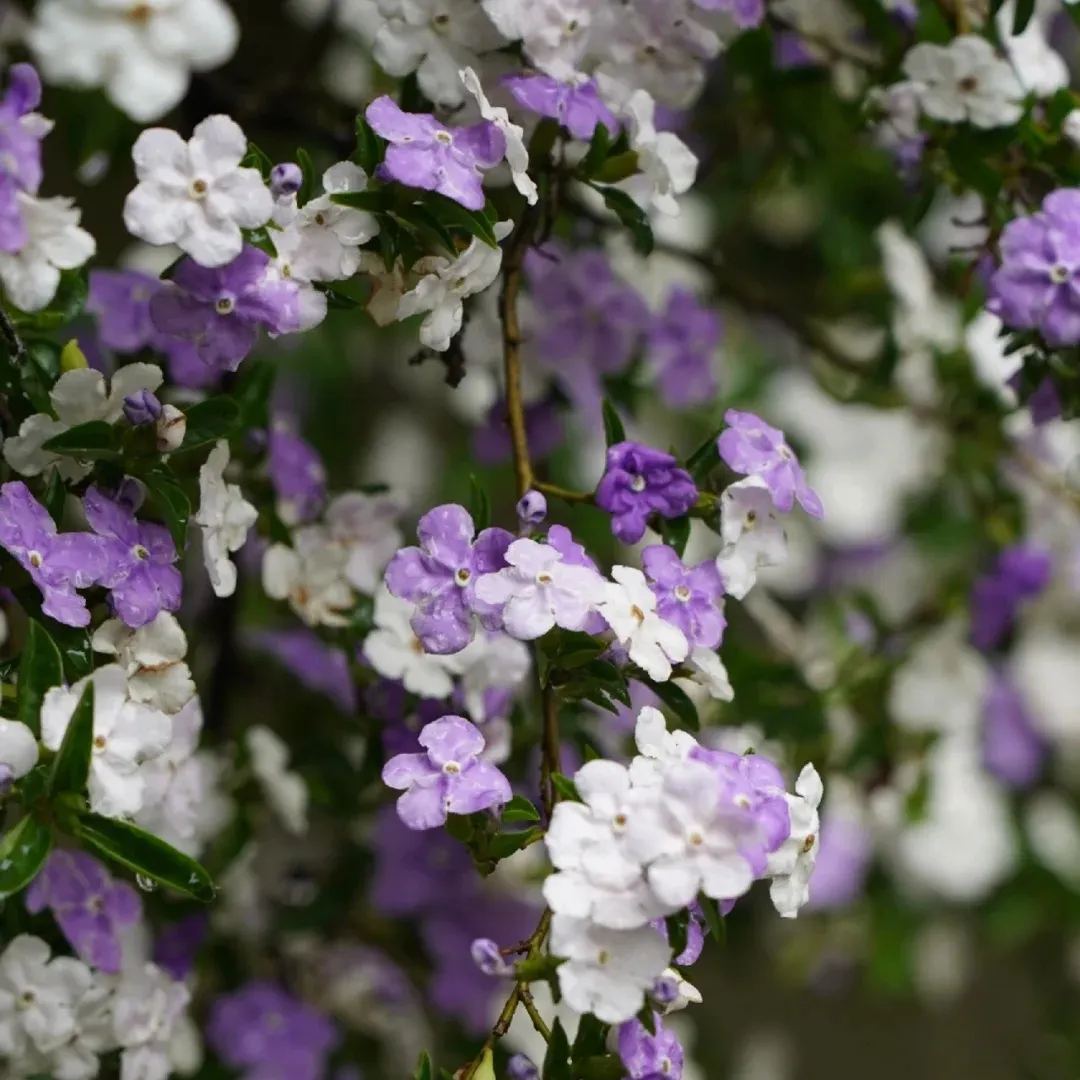 Brunfelsia Latifolia Seeds