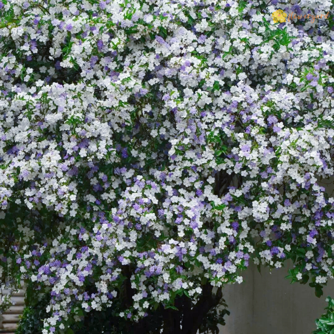 Brunfelsia Latifolia Seeds Yesterday-Today-Tomorrow Flower Essence