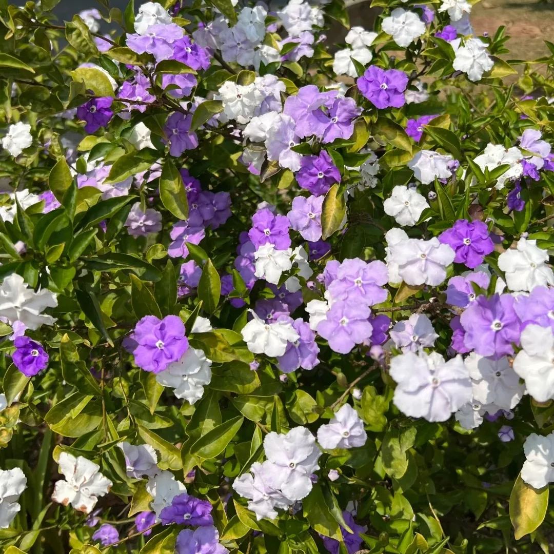Brunfelsia Latifolia Seeds