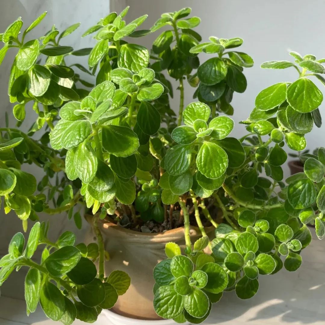 Plectranthus ‘Cerveza 'n Lime' Seeds