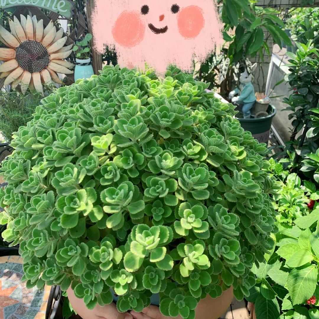 Plectranthus ‘Cerveza 'n Lime' Seeds