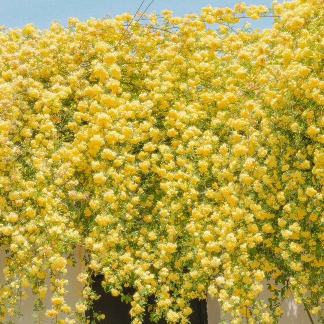 Yellow Banks Rose Seeds-Symbolizes Elegance and Happiness