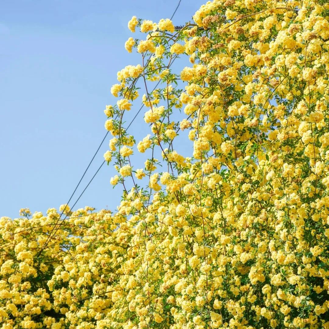 Yellow Banks Rose Seeds-Symbolizes Elegance and Happiness