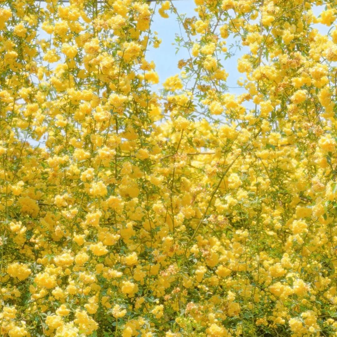 Yellow Banks Rose Seeds-Symbolizes Elegance and Happiness