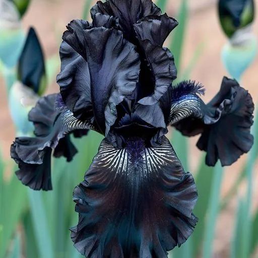 Reblooming Bearded Iris Collection