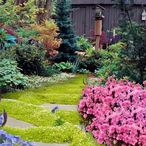 Irish Moss Sagina Subulata