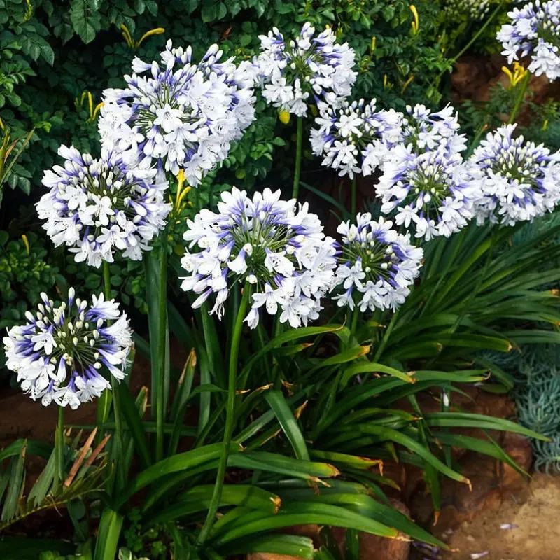 Agapanthus africanus Seeds